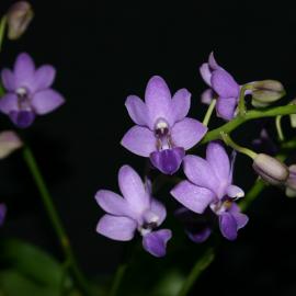 有名ブランド 'Select Angel Sapphire's Phal. 070614' Orchids Dragon Sapphire | その他