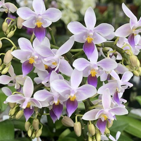 Phal. equestris var (cyanochilus X coerulea) | Sapphire