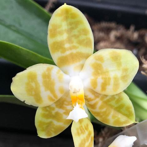 Phal. Gelblieber var flava 'Select 2020A' | Sapphire Dragon Orchids